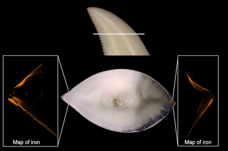 A figure showing a single curved tooth at the top with orange stains along the edge. Below is a cut cross-section of the tooth, with two inset images showing a magnified view of the teeth that maps out orange iron deposits.