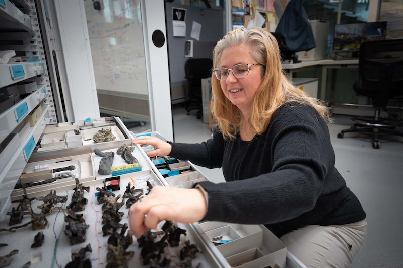 A blonde woman sitting next to a tray of dark grey-colored fossil bones.