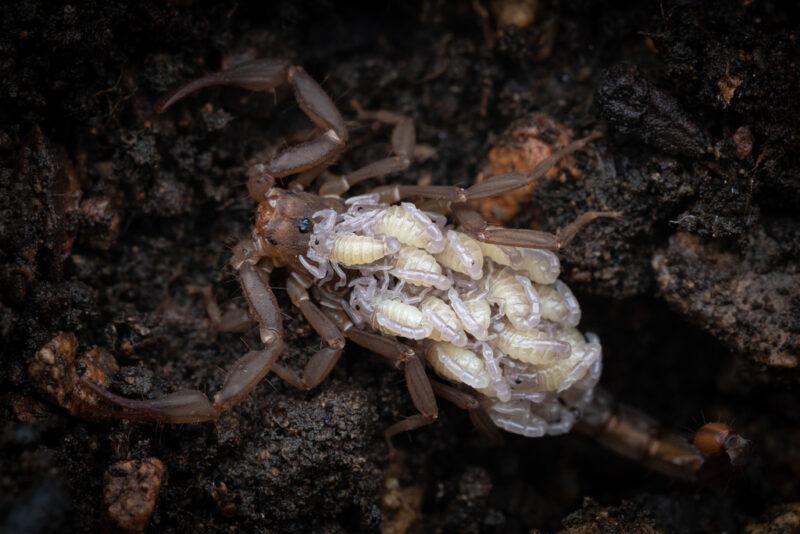 Dark creature with many legs and big claws in front, its back covered with tiny white duplicates of itself.