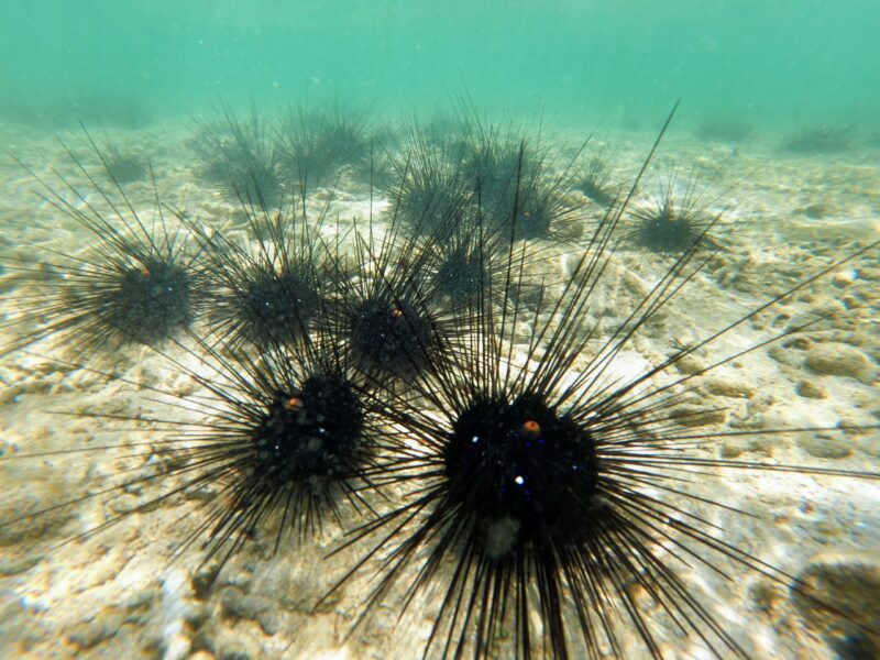 A group of black balls with many extremely long spikes on the seafloor.