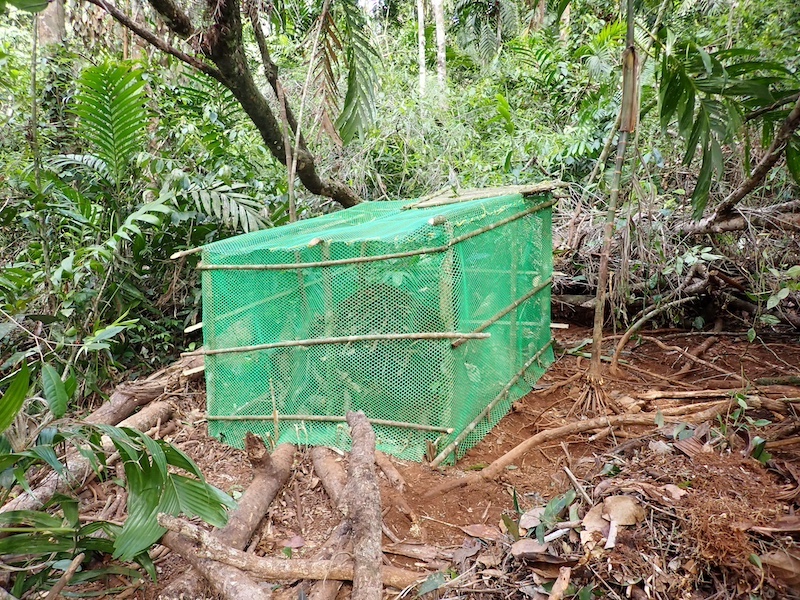 A rectangular green net cage on top of a mound of dark brown soil in a leafy jungle.