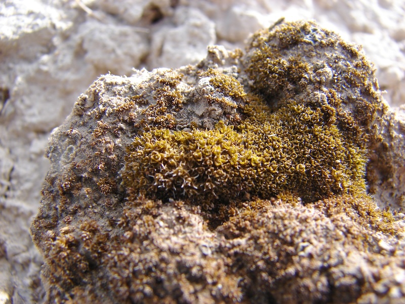 Desert moss: Closeup of yellow-green moss with very tiny leaves growing on a rough-textured light-colored rock.