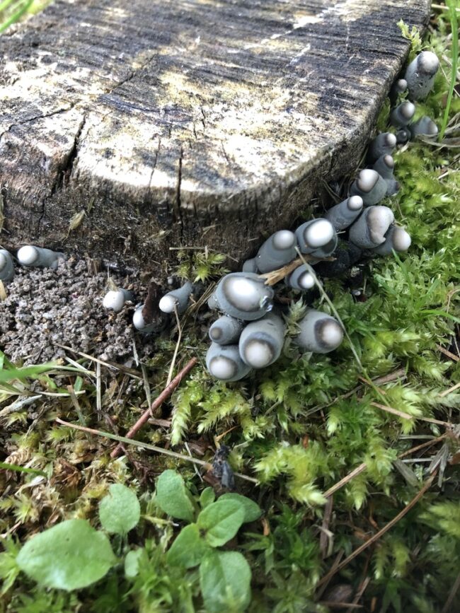 A group of dark gray cylindrical fungi with a white top around a stump.