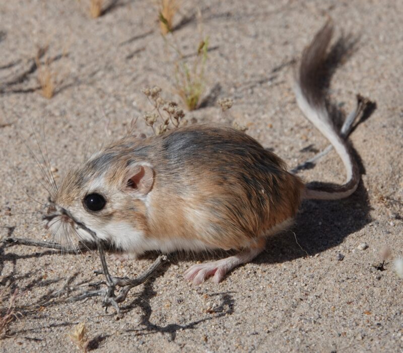 Small, furry brown animal with big black eyes, a long furry tail, and whiskers, crouched on arid ground.