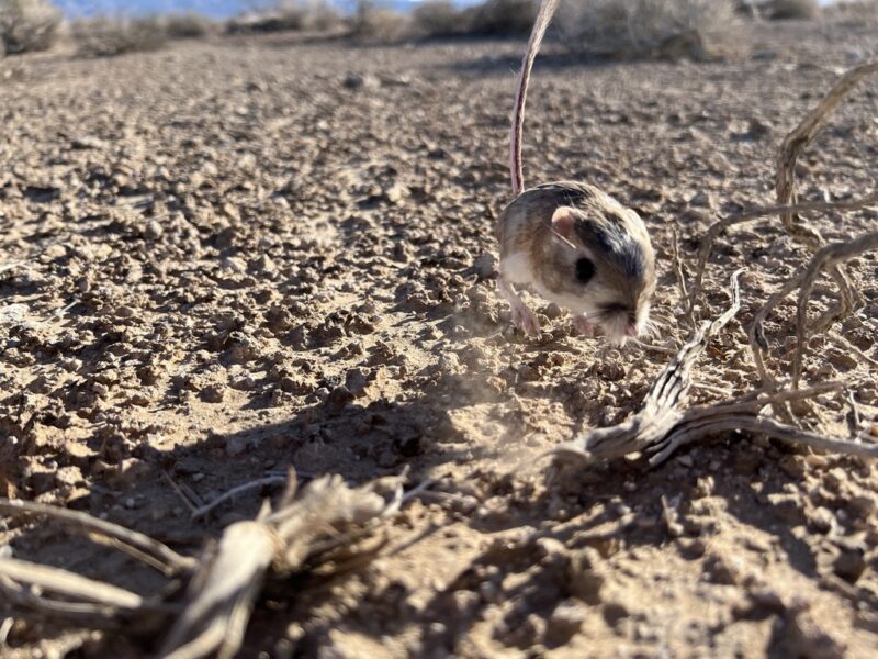 Small brown animal with white belly, in mid-jump in an arid desert. Its furry tail is sticking straight up.