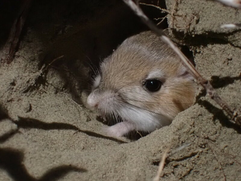 Small brown animal poking out of a sandy burrow. Only its head - with bright eyes and whiskers - is visible.