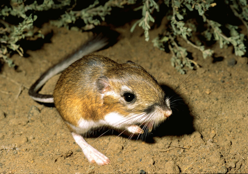 Kangaroo rats: Small brown animal standing on its hind legs. It has tiny forelegs and a long thin furry tail.