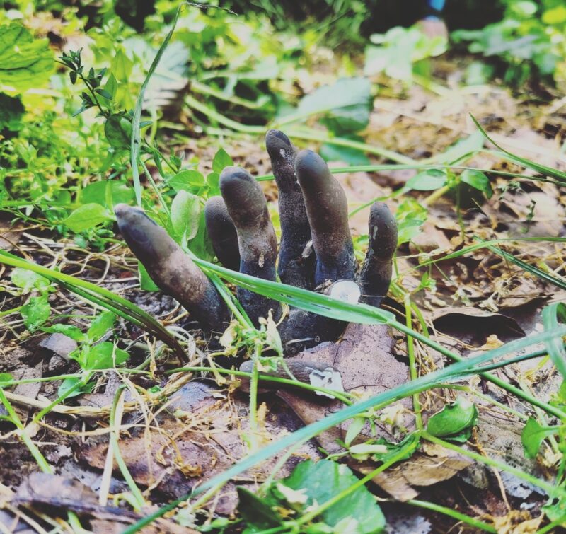 Black and dark gray fungus that looks like a hand with fingers coming from a surface with brown leaves and green plants.