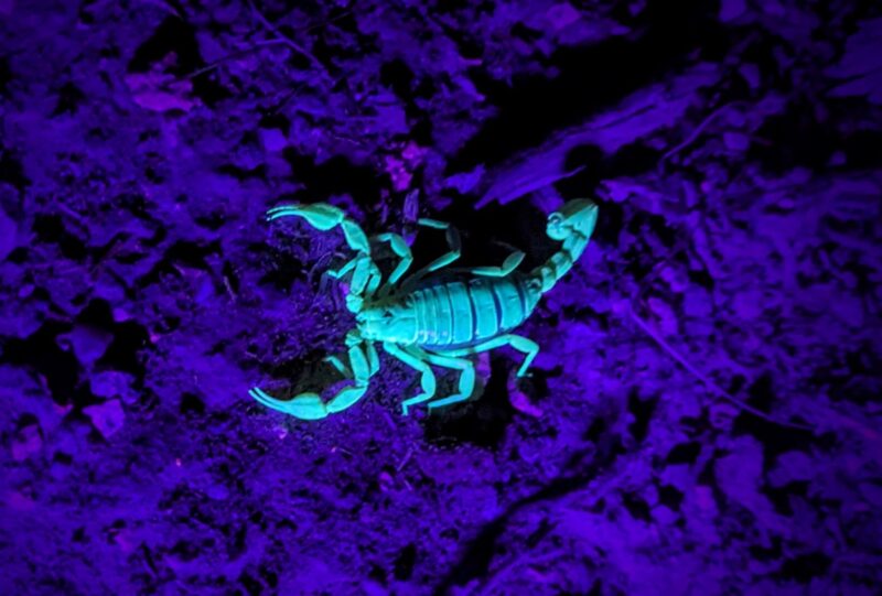 Creature with big claws and an arced tail glowing bright pale blue on deep purple ground.