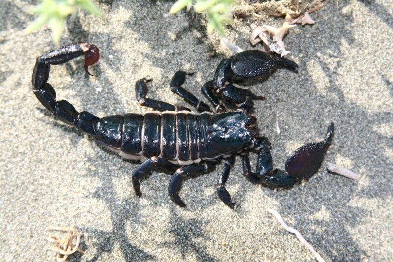 Shiny black, long, segmented creature with robust pincers and a long arced tail with a stinger on the end.