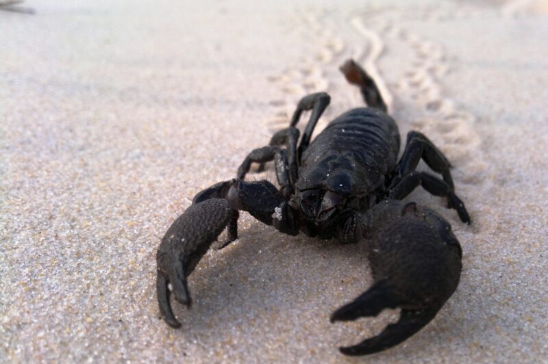 Black crab-like creature with large pincers leaving tracks with its many legs on white sand.