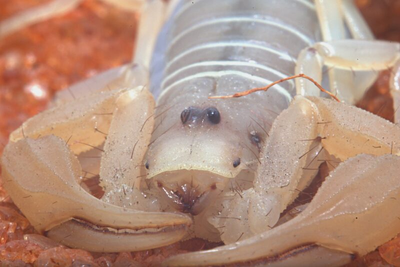 White scorpion's head and front parts. It has 2 jaws and 2 large pincers and beady black eyes on its head.