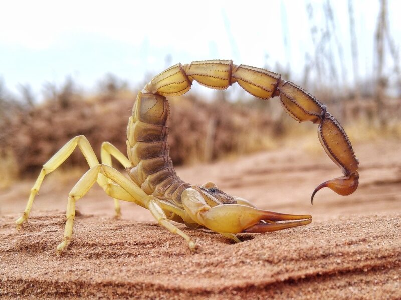 Light-colored creature with multiple legs and long segmented body and tail, the tail arcing over its body.