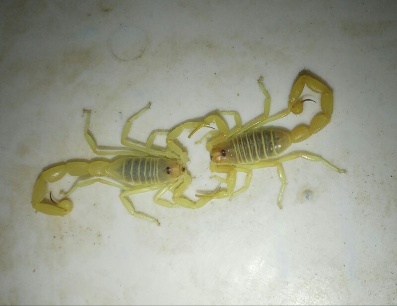 Two multi-legged yellow scorpions with long arced tails are facing each other. They are touching pincers.