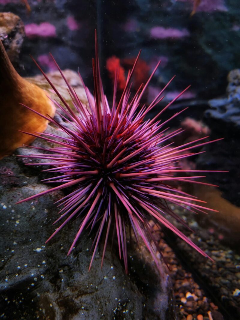 Round animal covered with many very long, needle-like pink and purple spikes.