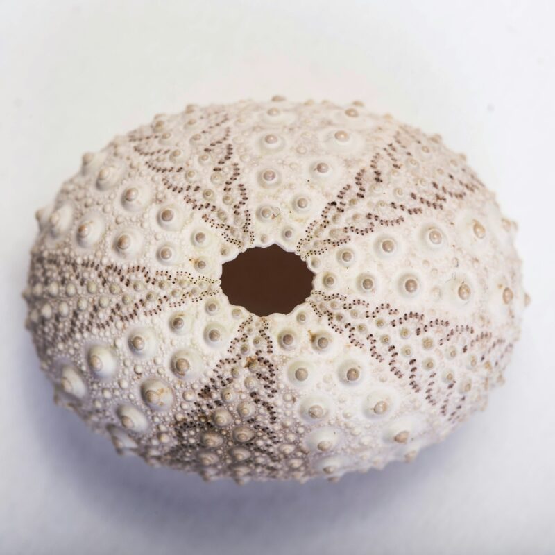 Flattish, white, round shell with 5 radial dark portions separating 5 light portions.