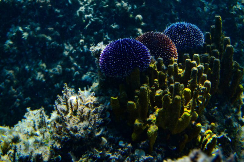 3 balls covered in short spikes among corals. The one in the middle is orange and the other 2 are blue.