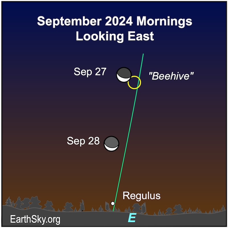 Moon on September 27 and 28 near the star cluster the Beehive and Regulus.