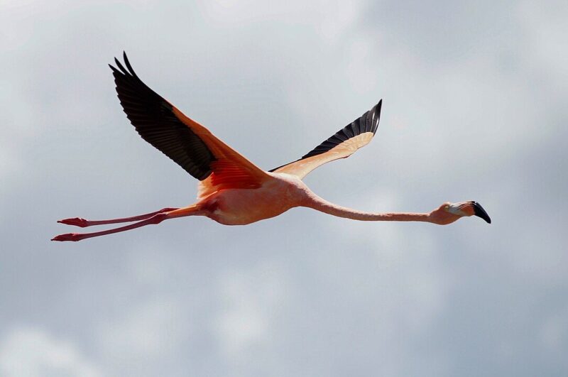 Very large pink bird flying. The ends of the wings are black. The legs and long neck are extended.