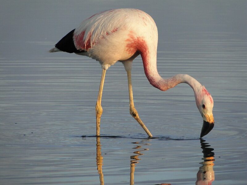 Large, long-legged pink and white bird standing in shallow water, its beak on long neck touching the water.