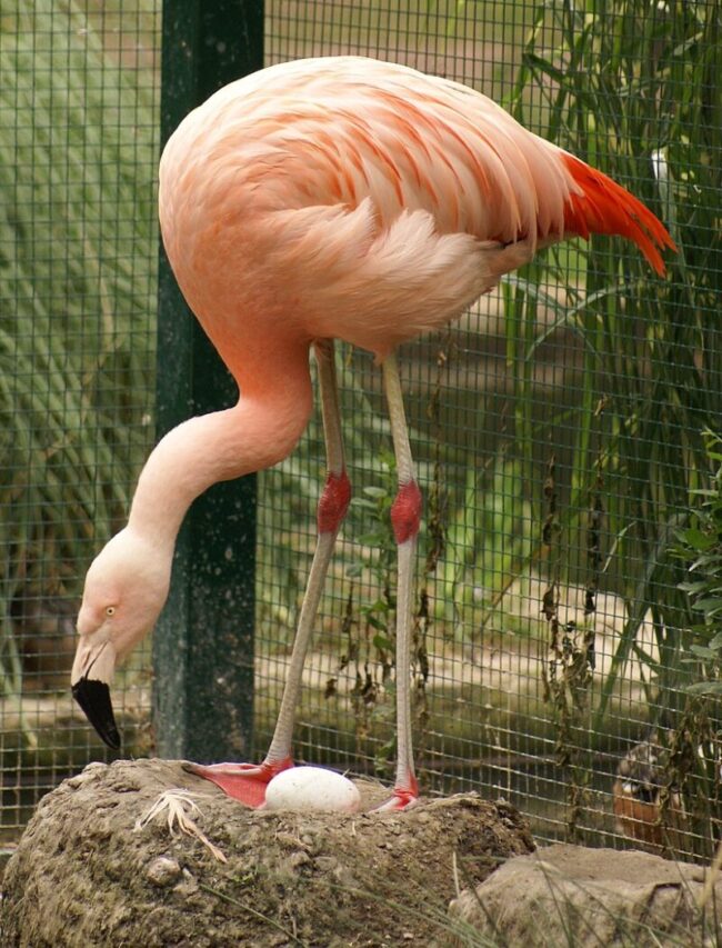 Large pink bird on top of a raised heap of mud with a white egg resting on it, between parent's red feet.