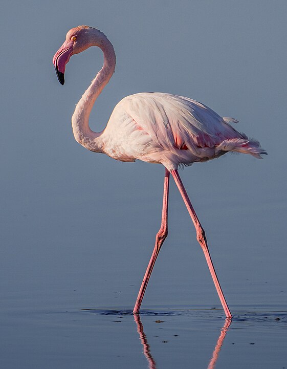 Bird with oval light pink body, and long neck and darker pink legs. The big crooked beak has a black tip.