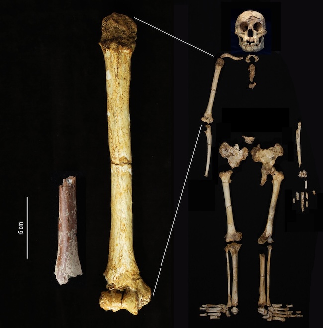 On the left, a small grey and brown bone. In the middle, a long light brown bone. On the right, a partial light brown skeleton.