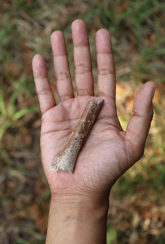 A small gray and brown arm bone fitting into the palm of a person’s hand.