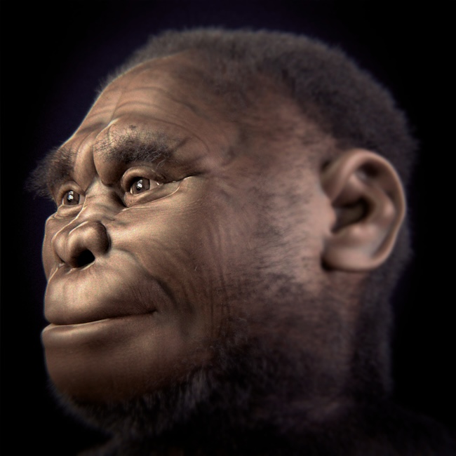 Head of an early human woman with big brow ridges and very short hair.