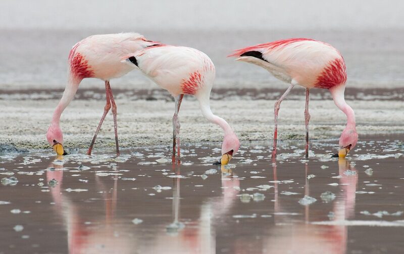 Three long-legged, long-necked white birds with bright pink patches feeding in shallow water.