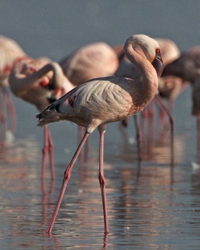 Long-legged pink bird with long sinuous S-shaped neck in foreground, more flamingos in background.