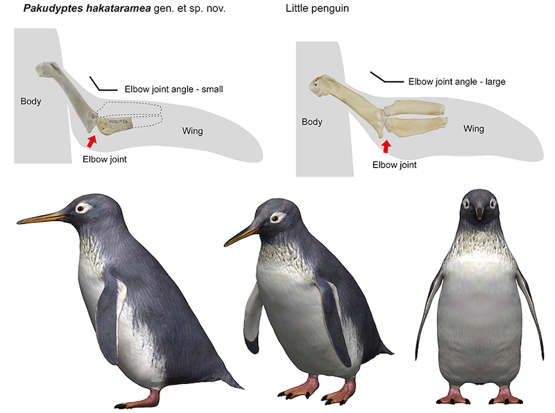 Top: 2 wing outlines, each containing 3 short bones. Bottom: three penguins seen at different angles.