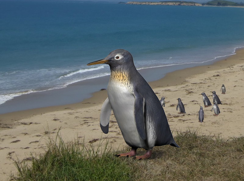 A gray and white bird standing upright, a penguin, on a beach with other penguins in the distance.