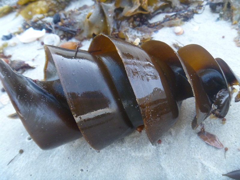 A dark brown spiral object on white sand.