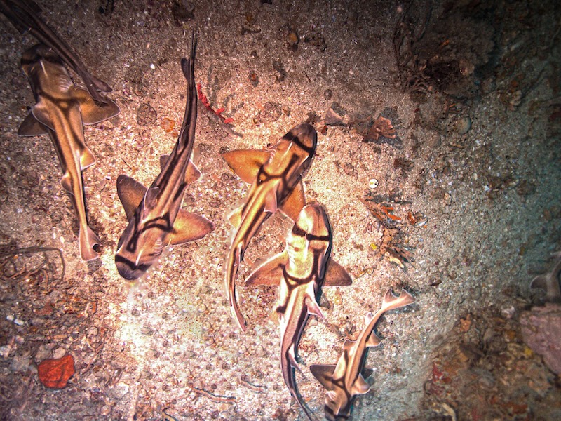 Six sharks resting on a sandy seafloor. The sharks are light brown with dark streaks.