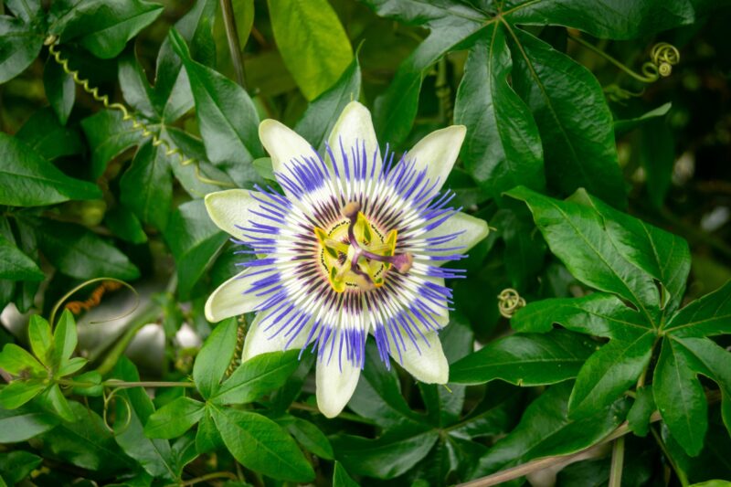 Passion flower: Flower with 10 white petals and very many radial white and purple filaments with stamens and pistils in center.