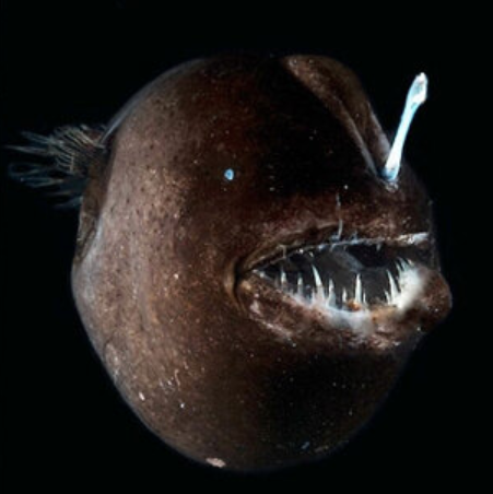 Front view of fish with spiky teeth in large mouth, and short glowing rod sticking up from its head.