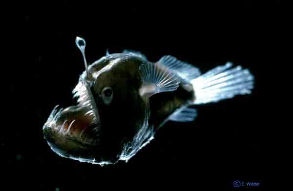 Black fish, nearly half of it a mouth with spiky teeth, and short rod with light on the end sticking up.