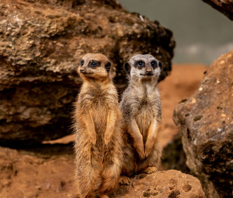 Two small, alert animals standing on their hind legs. One has a cinnamon tone, and the other is grayer.