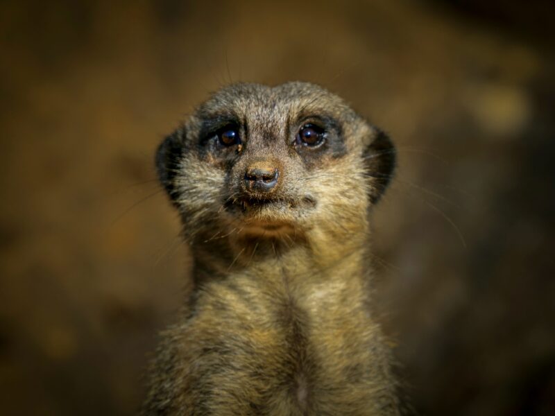 Closeup of a small brown animal with a pointy nose, big brown eyes, and small, dark brown ears.