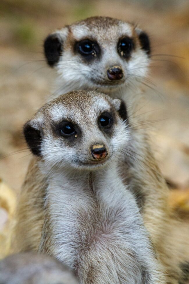 Two whitish animals with dark markings, one a bit taller, looking and at the camera with smile-like expressions.