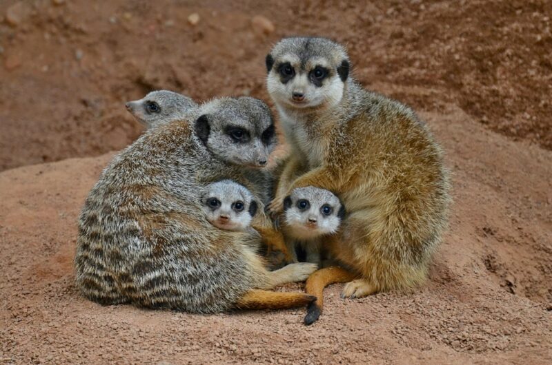 Two brown and gray small animals huddled together with 3 cubs. Two cubs are looking at the camera.