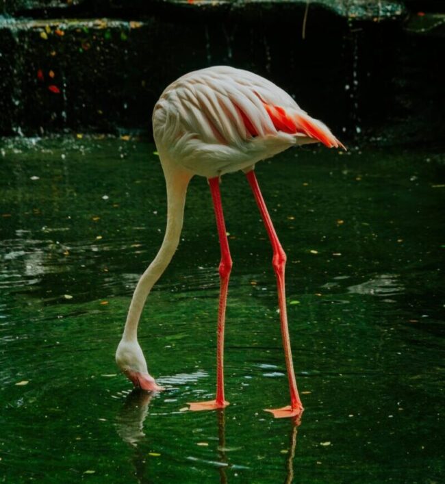 Pinkish bird with little body on long red legs, bending so its head on a long neck reaches the water surface.