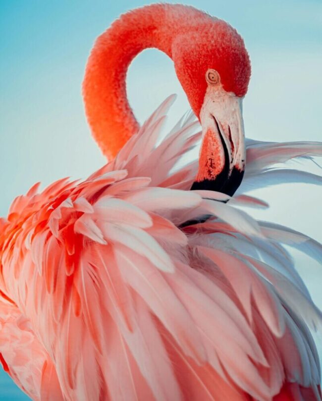 Bird with a long neck with short reddish plumage preening its long, pink feathers with a big, crooked beak.