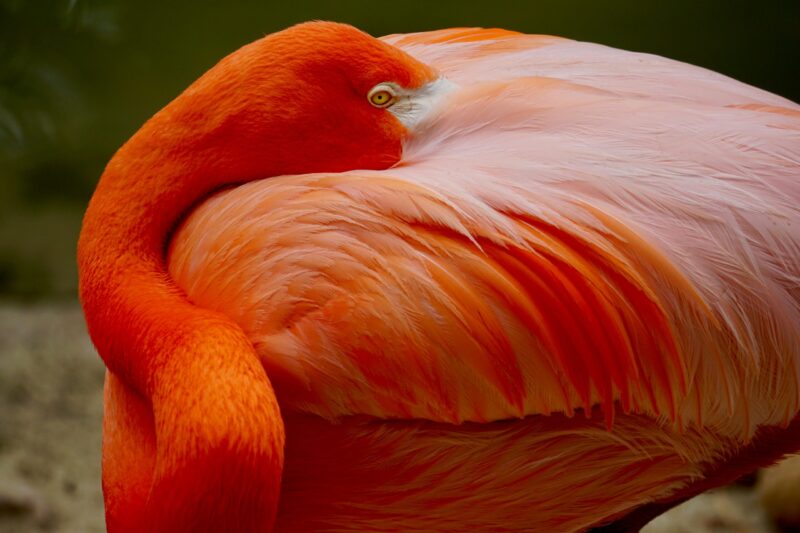 Bird with reddish and pink feathers, its curled neck resting on its back and beak concealed in feathers.