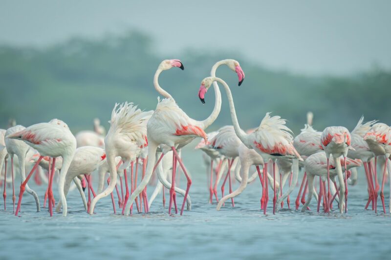 Long-necked birds with long pink legs and some pink coloring. 3 have heads up and rest bending to the water.