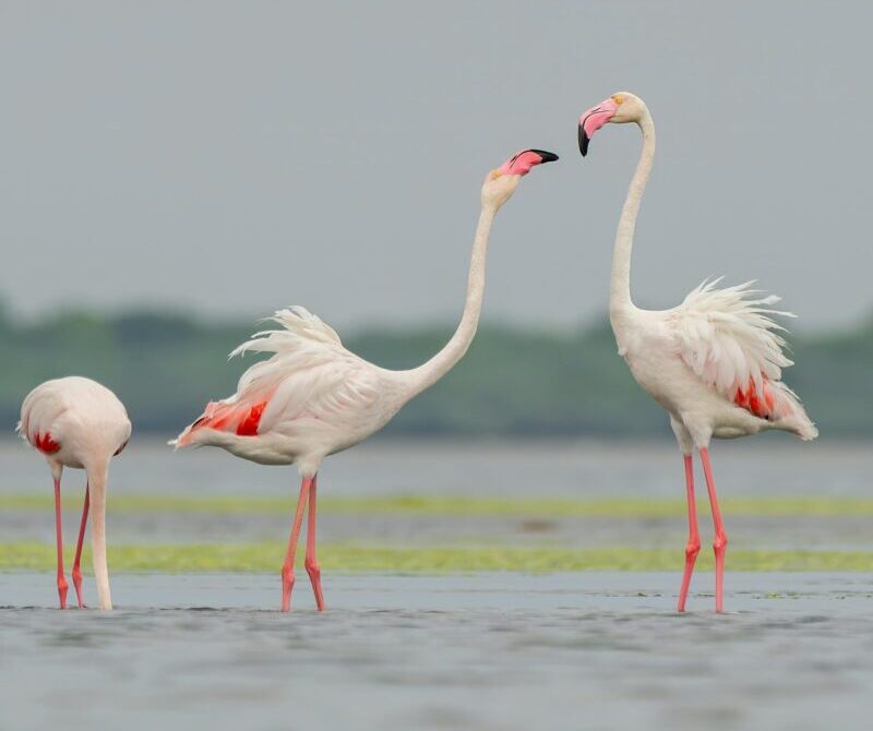 3 birds with long necks and long red legs standing in water, 1 with its head under water, the other 2 looking at each other.