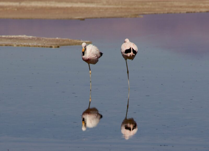 Two big birds each standing on only one long leg in a shallow body of water.