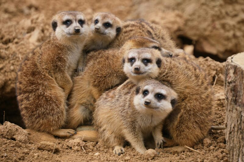 Four small brown animals huddled together facing the camera. They have a light face with dark markings.