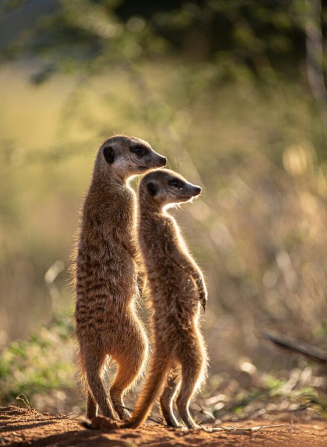 Two long, thin, brown animals with spotted backs standing on their hind legs and looking to the right side.